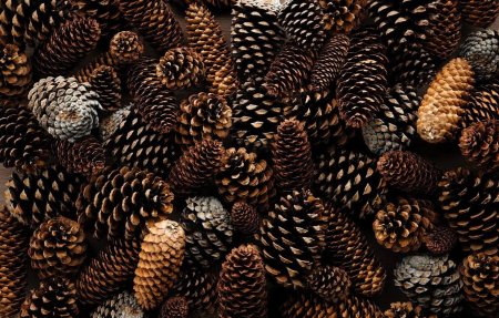 Еловые шишки