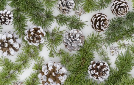 Ветка с шишками