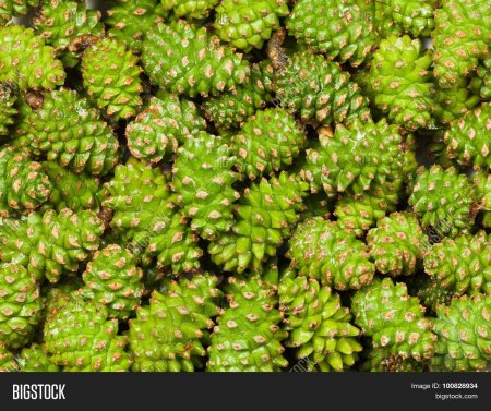 Фон сосновые шишки зеленые много