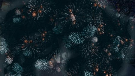 Текстура шишки