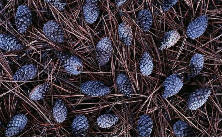 Текстура шишки