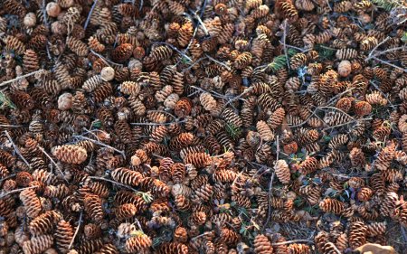 Шишки много