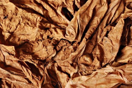 Табачный лист