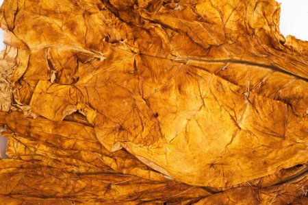 Табачный лист Вирджиния