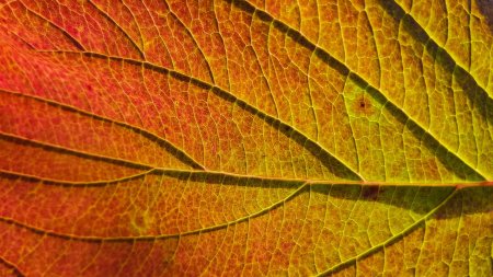 Текстура листа