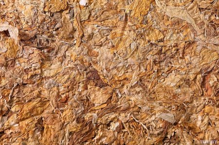 Табачный лист