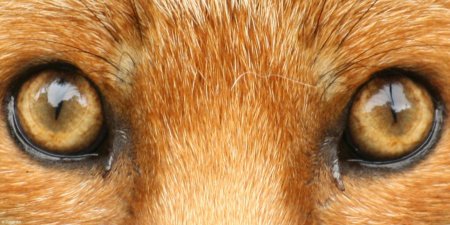 Глаза лисы