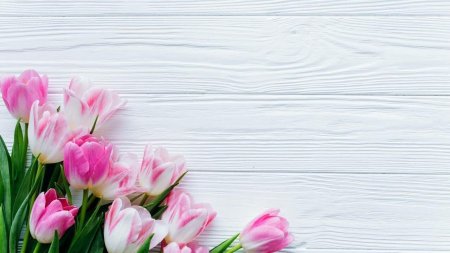 Розовые тюльпаны