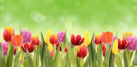 Весенние цветы