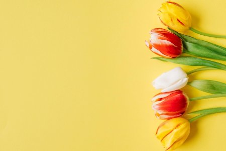 Тюльпаны фон