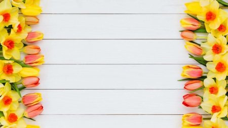 Тюльпаны фон