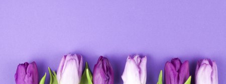 Тюльпан сиреневый