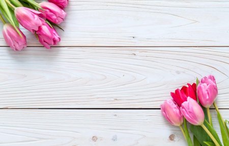 Фотофон с тюльпанами