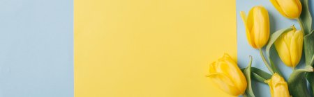 Тюльпаны фон