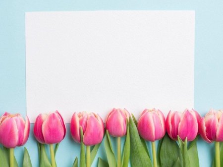 Тюльпаны фон