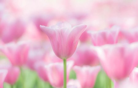 Нежные весенние цветы