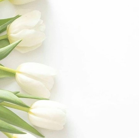 Белые тюльпаны