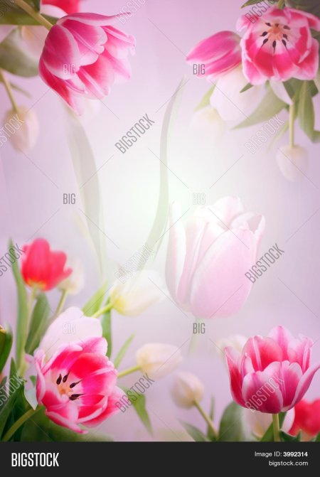Тюльпаны фон