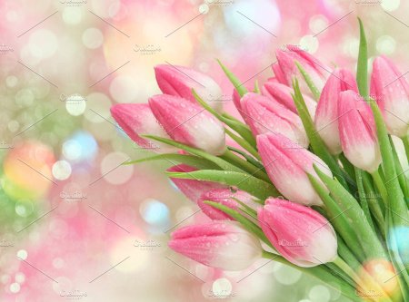 Розовые тюльпаны