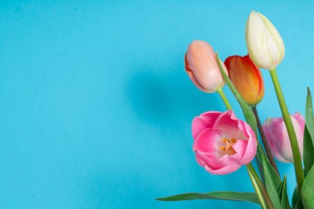 Тюльпаны фон