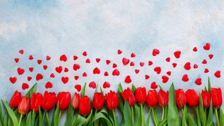 Цветы тюльпаны