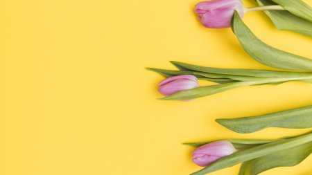 Тюльпаны фон