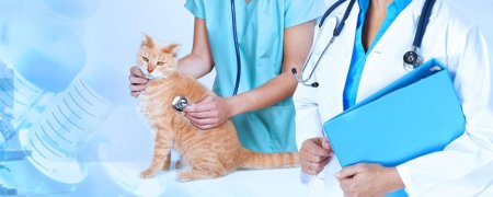 Обложка для ветклиники