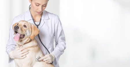 Фон ветеринар