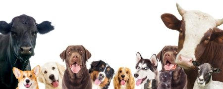 Животные Ветеринария