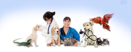 Обложка для ветклиники