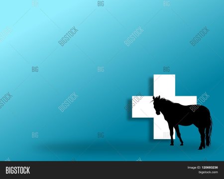 Фон для презентации Ветеринария