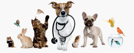 Домашние питомцы