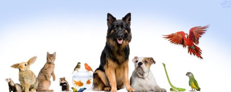 Ветеринарная клиника баннер