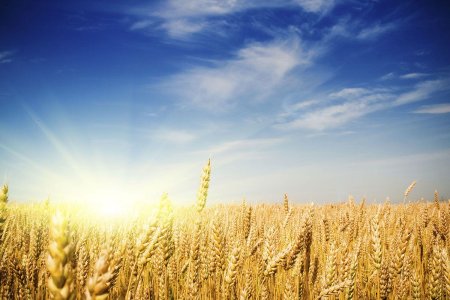 Хлебные поля Краснодарского края