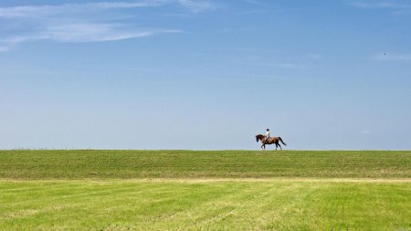 Лошадь в поле