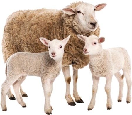 Ягненок для детей