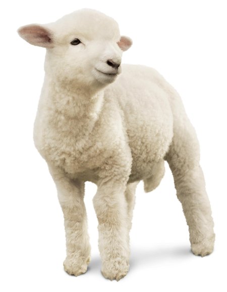 Ягненок на белом фоне