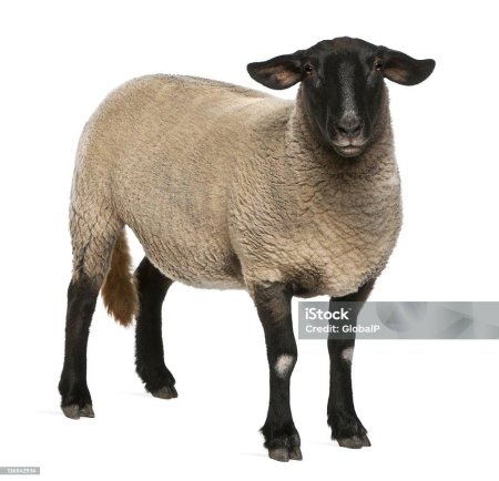 Овца на белом фоне