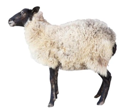 Овца на белом фоне