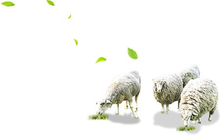 Овца на белом фоне