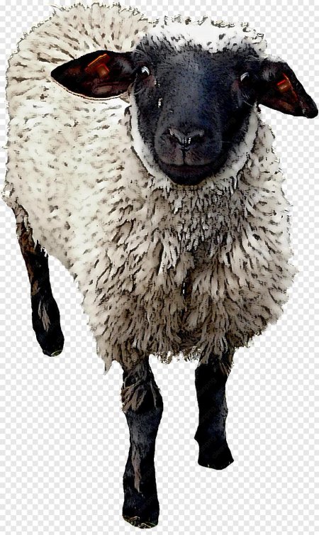 Овца на белом фоне