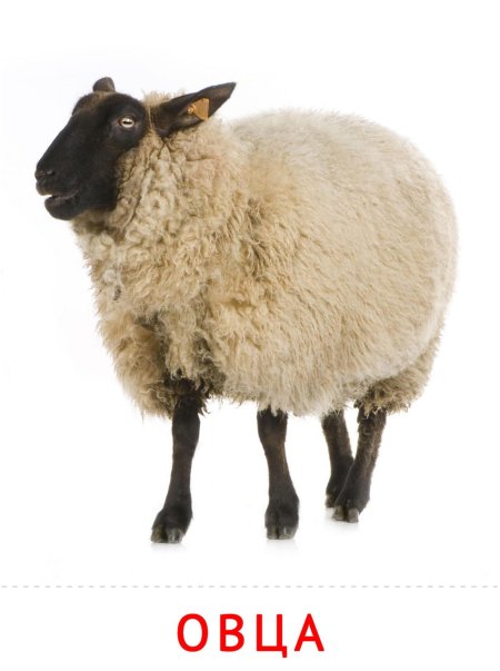 Овца на белом фоне