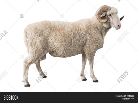 Баран на белом фоне
