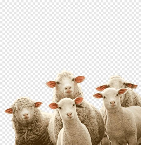 Овца на белом фоне