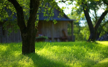 Природа зелень