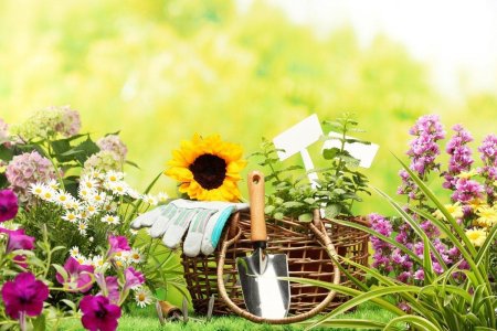 Летние дачные цветы