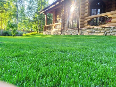 Газон на даче