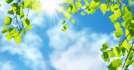 Листва небо