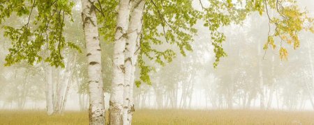 Фон березы