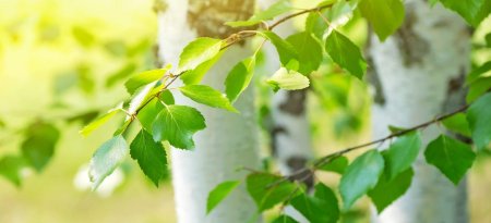 Троица береза